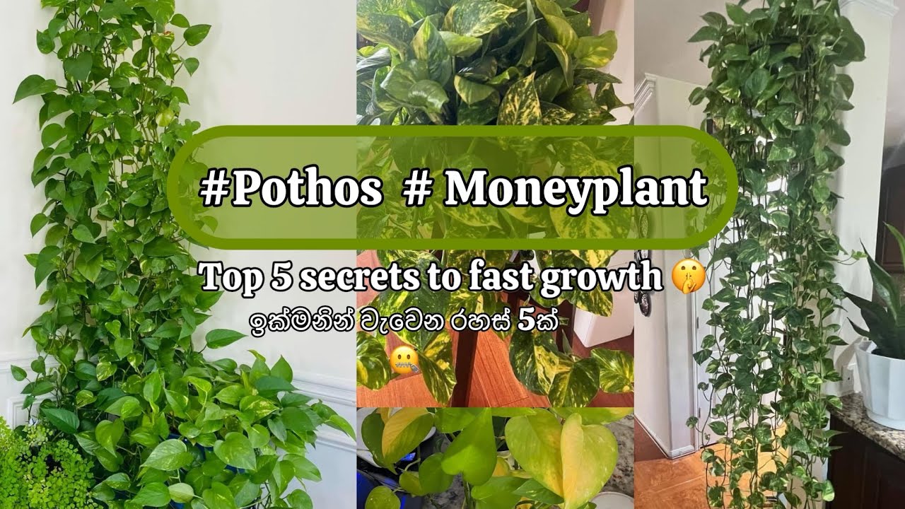 Top 5 secrets to fast growth of Pothos,Money Plant 🪴 #Howtogrowpothosfast  #moneyplantpropagation