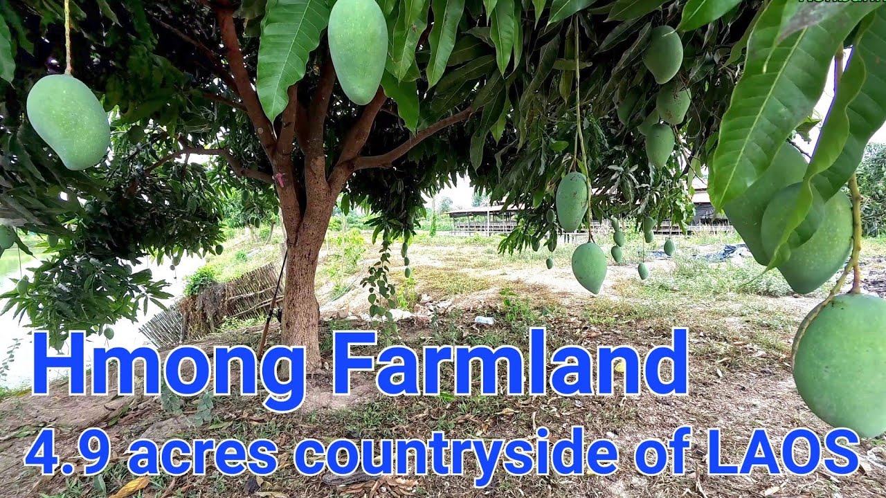 Visiting the Hmong farm in Laos / make a living raising chicken, and fish.