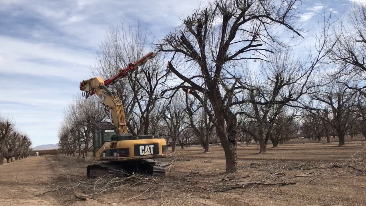 In the Orchard Today, Ep 30; The Pruning
