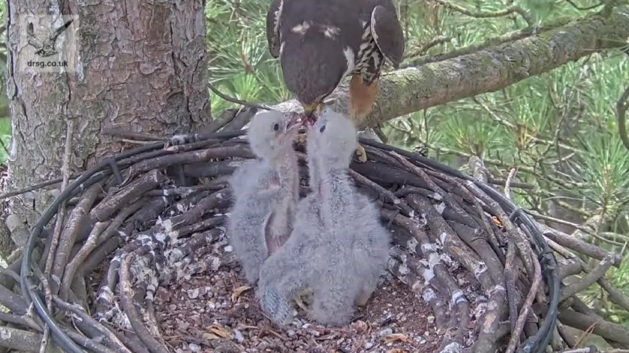 One more  bird breakfast for two chick | Southern UK Hobby | Jul 26, 2025