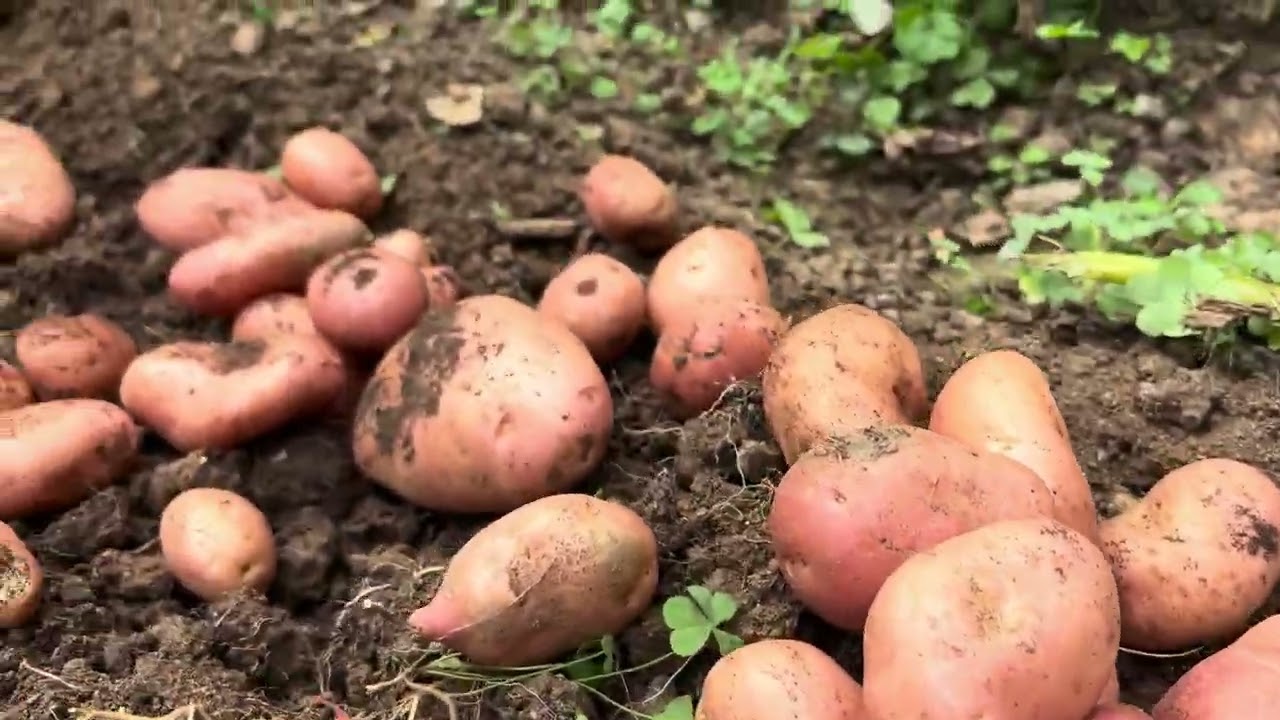 Organic Vegetables Vlog // Potato 🥔 