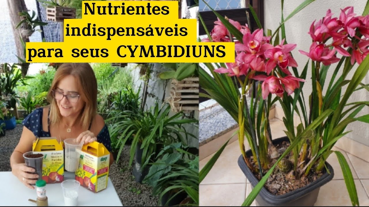 Orquidea Cymbidium - Aprenda a fazer Adubo Caseiro- Parte 2