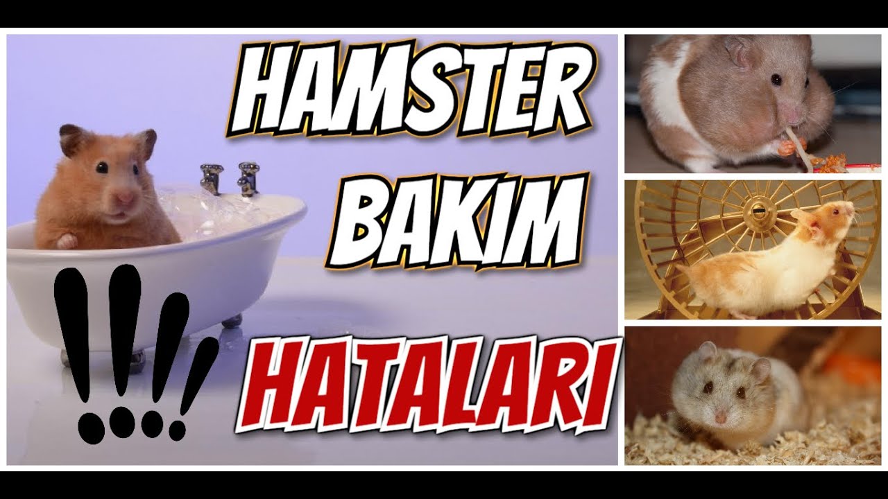 Hamster Bakımında En &Ccedil;OK Yapılan 