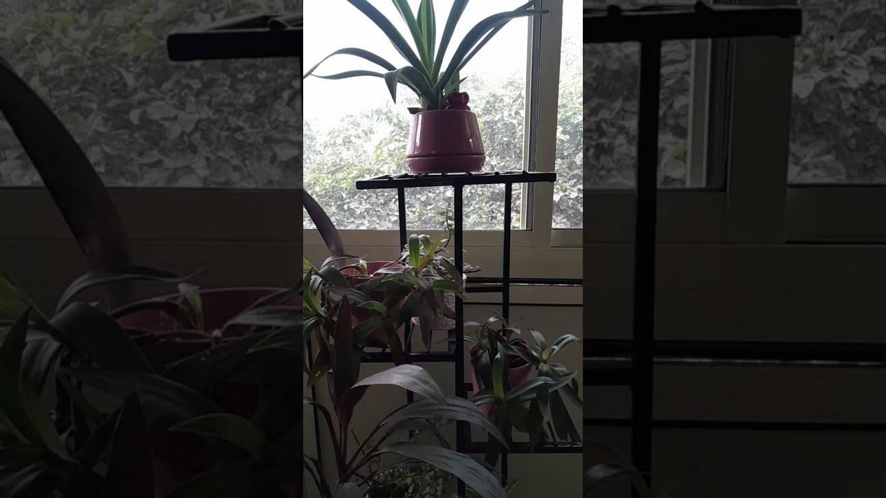 Organic Terrace Garden is live
