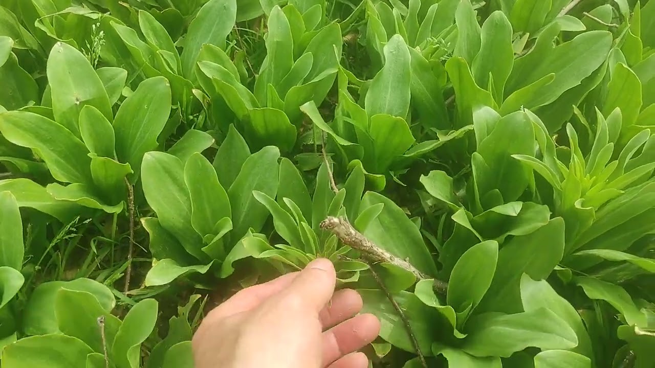 Akzambak (lilium) yetiştiriciliği