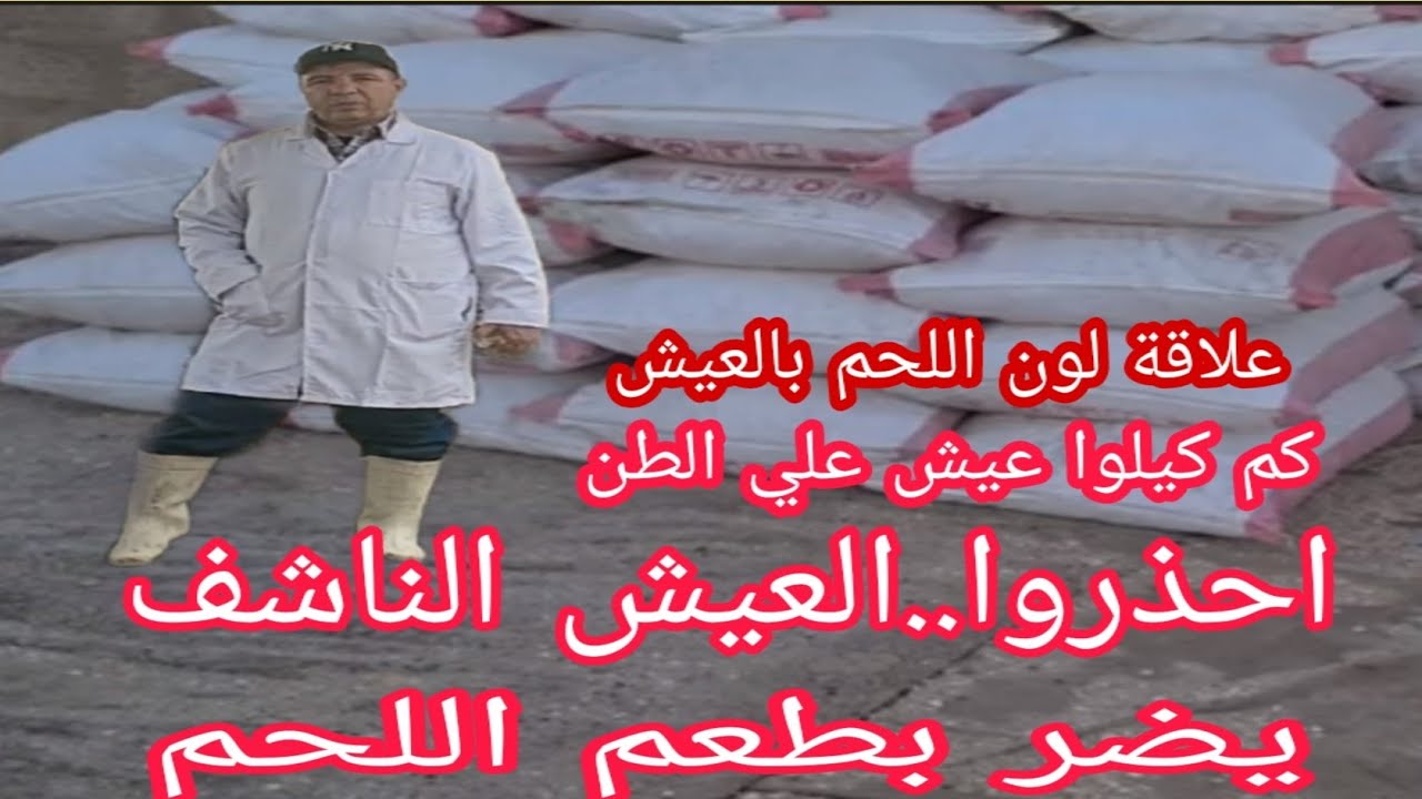 5 معلومات خطيرة عن العيش الناشف للعجول (كم كيلوا علي الطن. علاقته بلون اللحم وطعمه)..د/السيد الطوخي