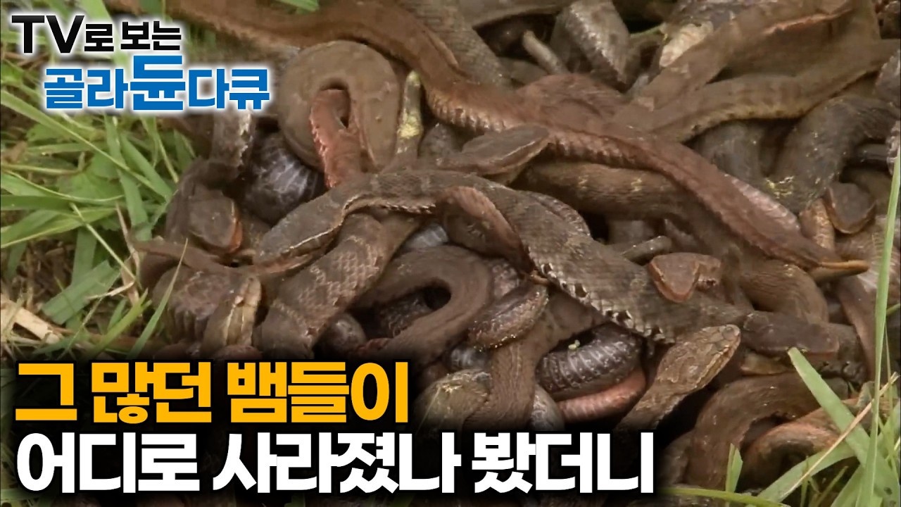 한 마리에 최대 200만원에 판다. 불법으로 뱀 서식지를 접수한 결과｜멸종위기종까지 싹쓸이｜하나뿐인지구｜#골라듄다큐