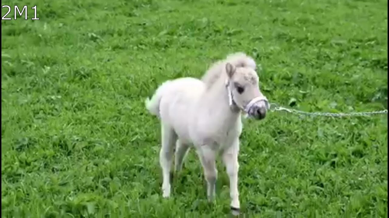 2M. Miniature filly foals / Maitovarsat, minitammat