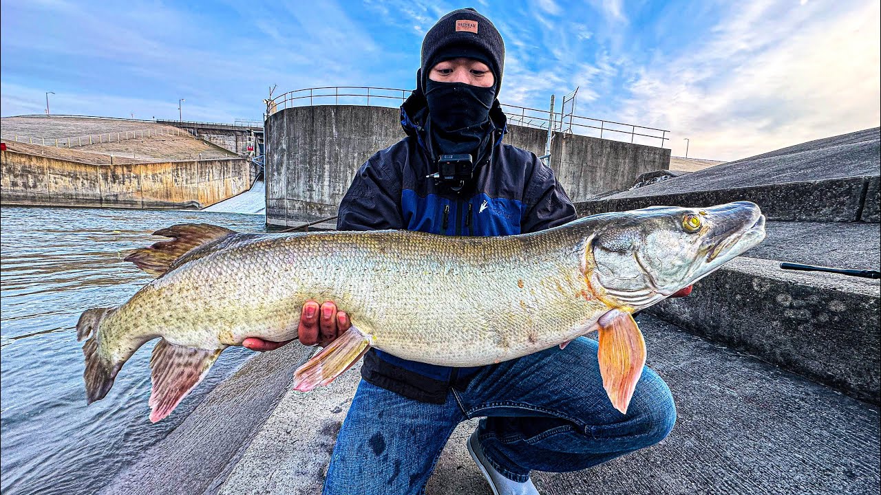 GIANT MUSKIES LOADED IN SPILLWAY!! (MONSTER CAUGHT FIRST CAST!?)