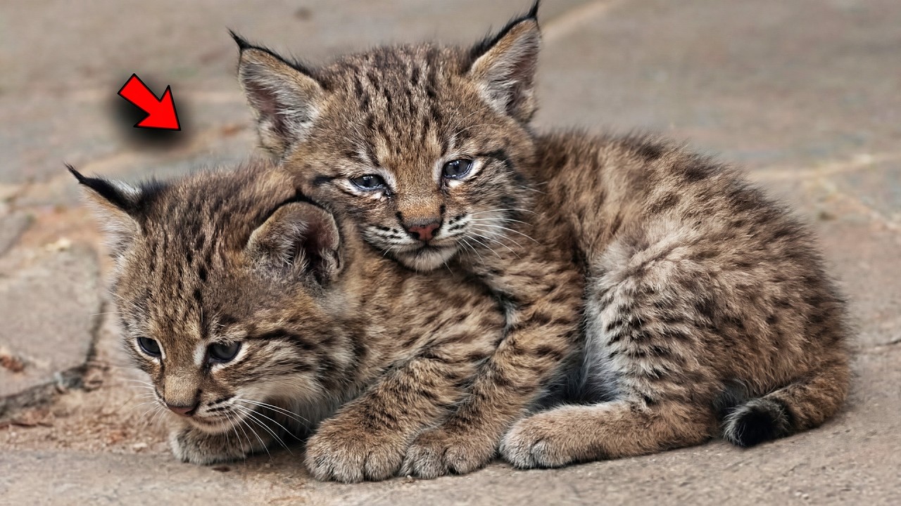 Два котенка рыси прижались друг к другу. Посмотрите, что с ними случилось!