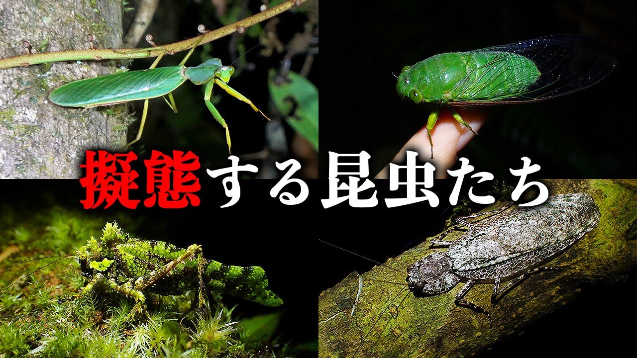 インドネシアでのライトトラップに擬態昆虫たちが集まりました！