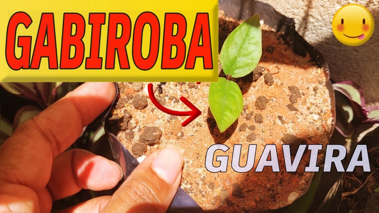 🔴 GERMINAÇÃO DA GABIROBA ( GUAVIRA ) 😍🌱 - Plantio das Sementes GERMINADAS