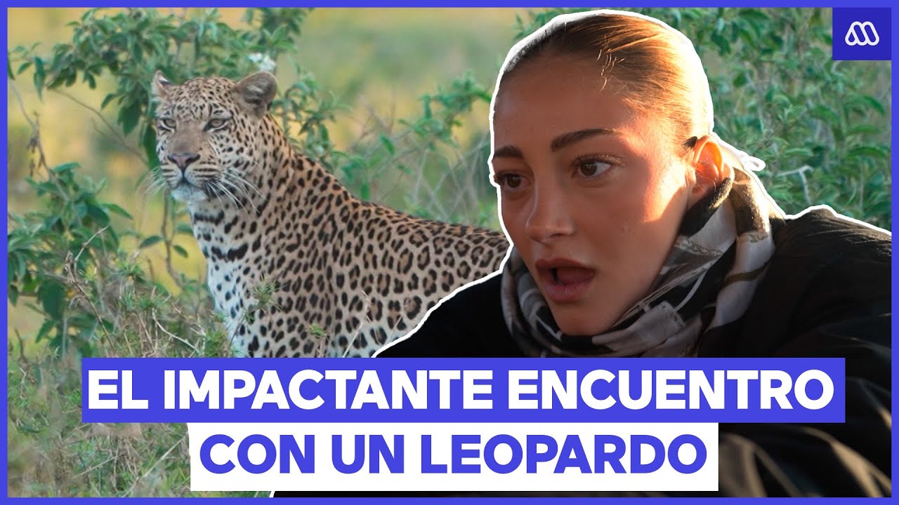 Uno de los reyes de la sabana: Los Araneda Vacarezza vieron un imponente leopardo | Vive Sudáfrica