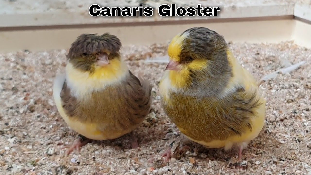 Mes Canaris 