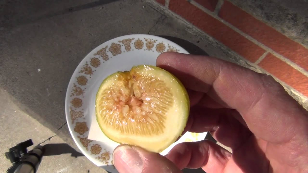 Fig variety Deanna