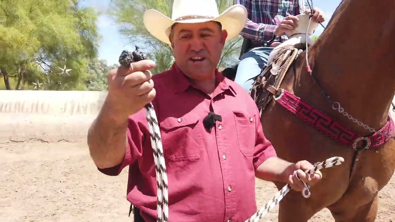 Como hacer para que tu caballo baje la cabeza??