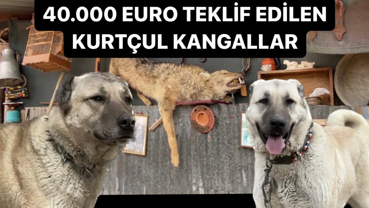 30-ЛЕТНИЕ ЧИСТЫЕ КАНГАЛЫ | КАК КРУПНЫЕ, ТАК И ВОЛЧЬИ СОБАКИ @savaskoctepe @BirolBasyigit