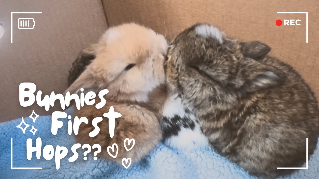 Cute baby bunnies taking their FIRST HOPS!