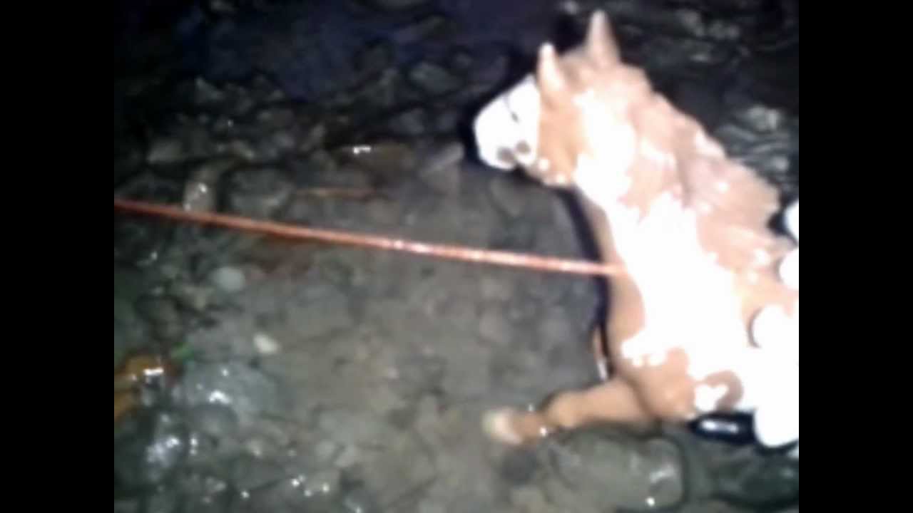 Příběh divoké klisny - 2.Episoda