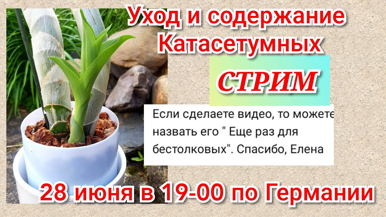 Катасетум уход и содержание летом. Цикночес  и другие морковки.