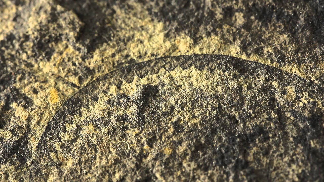 Graptolite Fossils