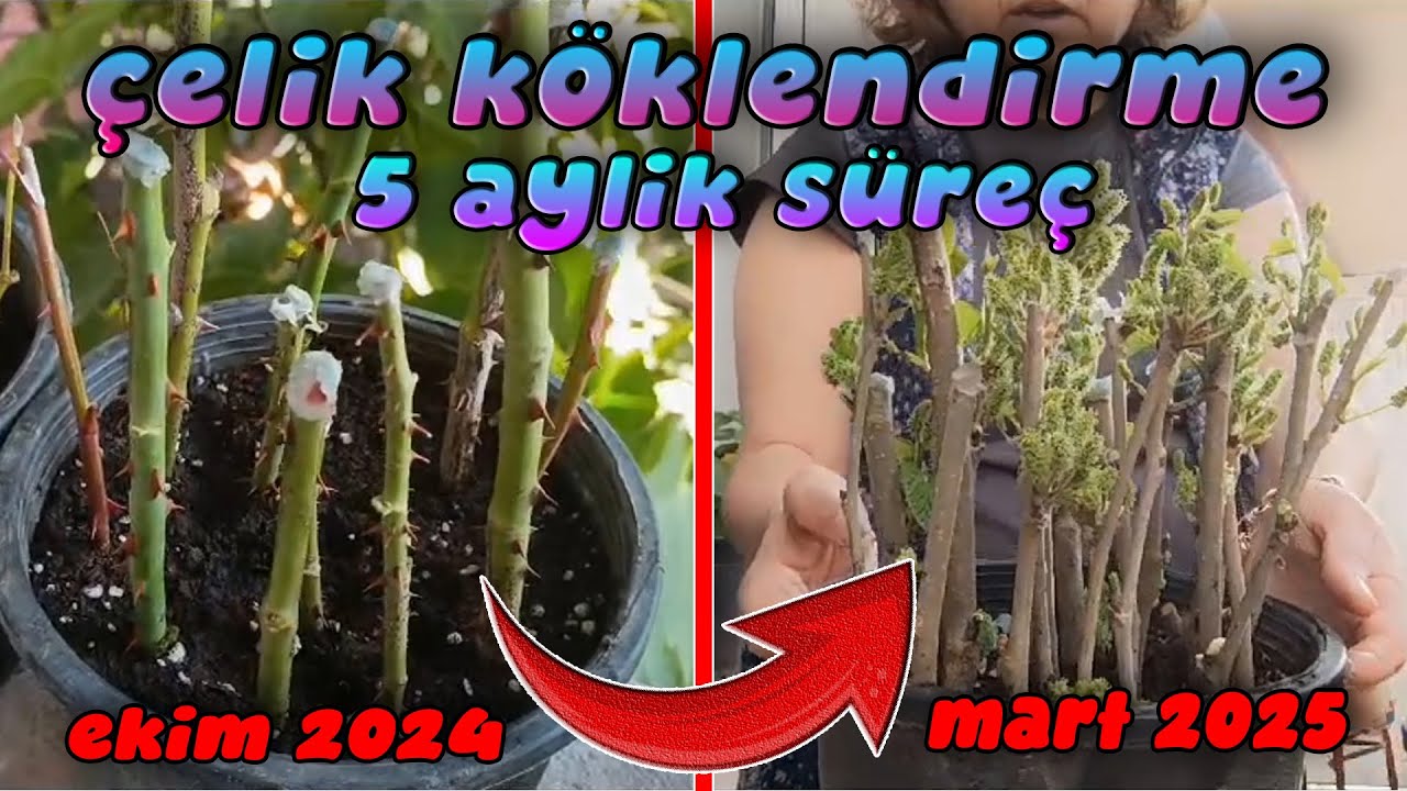 ÇELİK KÖKLENDİRME İŞLEMİ 5 AYLIK SÜRECİM - ( GÜL-DUT-İNCİR-ÜZÜM KÖKLENDİRME)