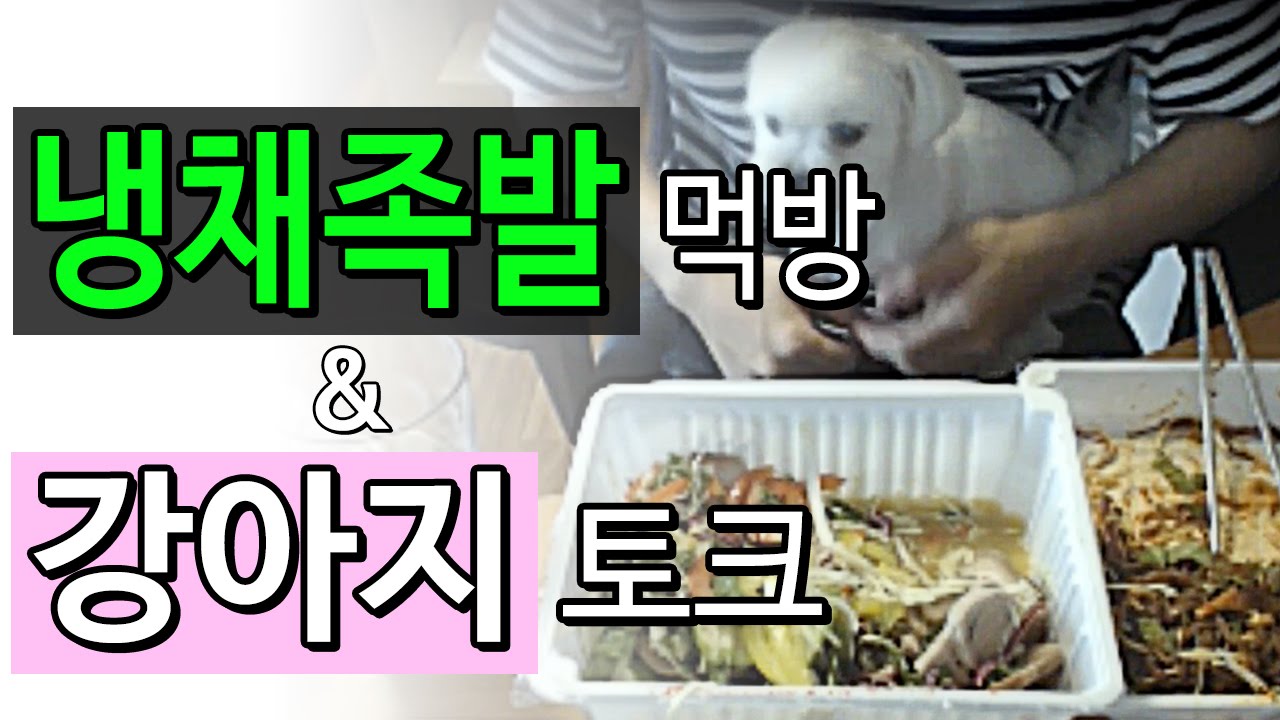 냉채족발 먹방 & 강아지 밥상교육 [얍얍]