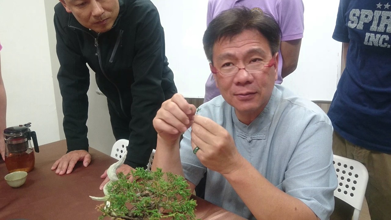 【林慶祥盆景藝術創作教學】林慶祥老師解說如何均衡成型真柏的樹勢