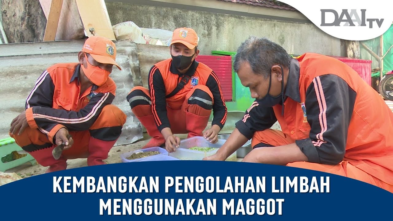 Kembangkan Pengolahan Limbah Menggunakan Maggot