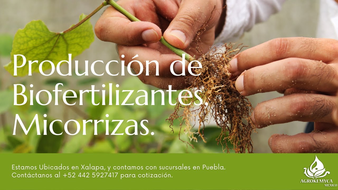 Producción de Micorrizas (Vida Suelo) Parte 1