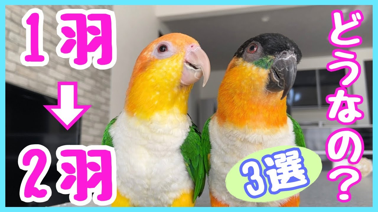 シロハラインコお迎え1周年！２羽飼いになった感想3選