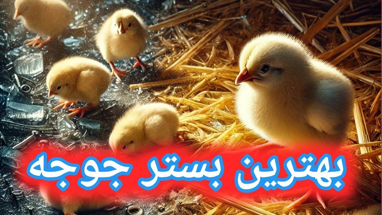 بستر مناسب برای جوجه یک روزه , بهترین بستر برای جوجه , آموزش پرورش طیور