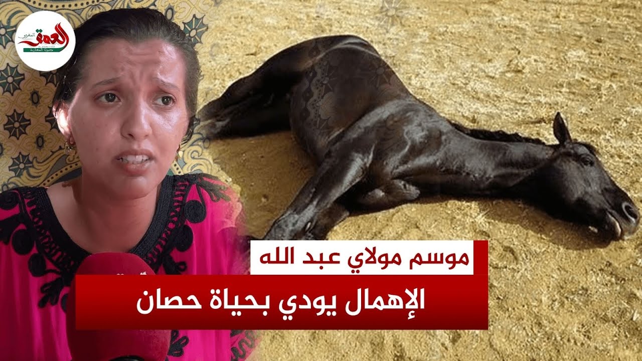 نفوق حصان في موسم مولاي عبد الله.. وصاحبته: الإهمال ولفناه ولكن اليوم كلفني حصاني