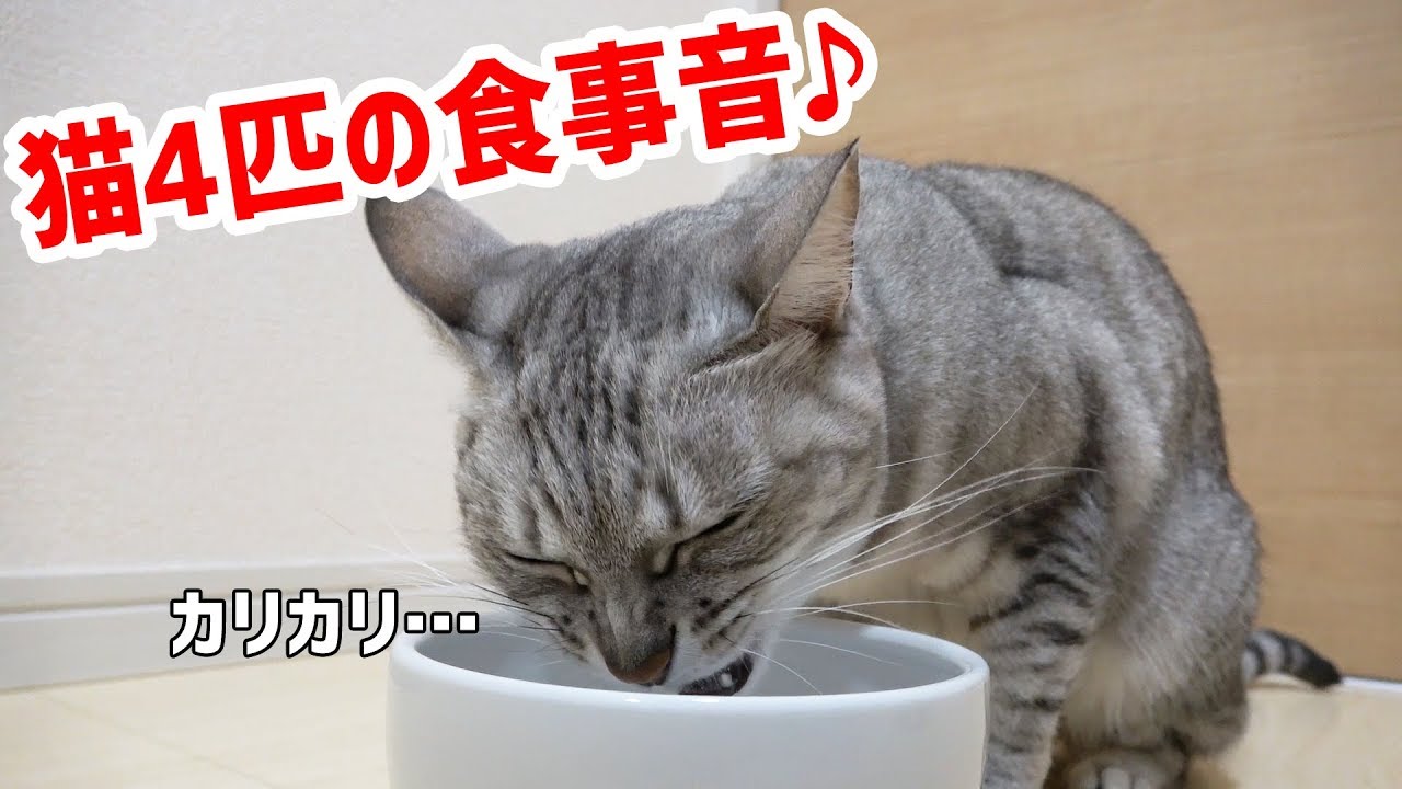 猫4匹の食事のカリカリ音