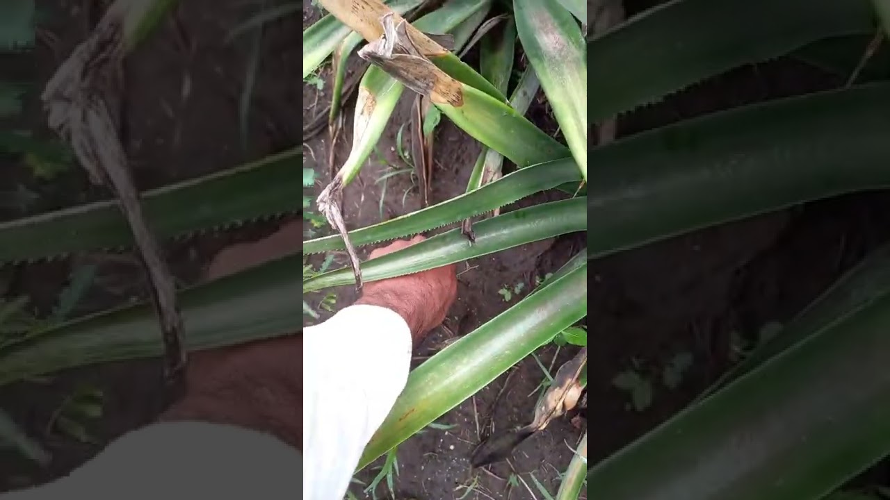 Realizando labores de DESHIERBE 🌱 a mano en plantilla de PI&Ntilde;A 🍍