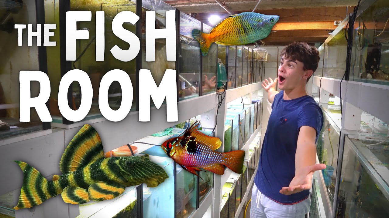 AMAZING TOUR of The Fish Room! (Full Tour)