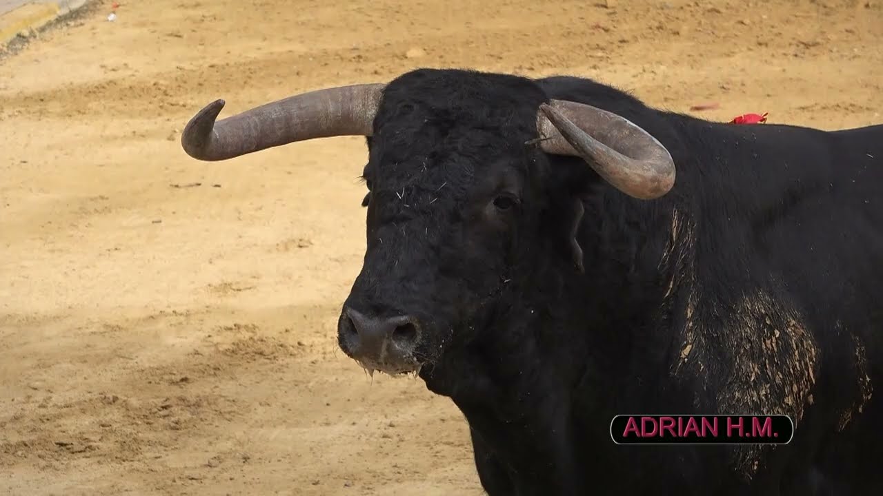 Penya Taurina Museros 15-10-2022  - 5 Toros de Guadalmena, Santiago Domecq, Lagunajanda y Guadajira