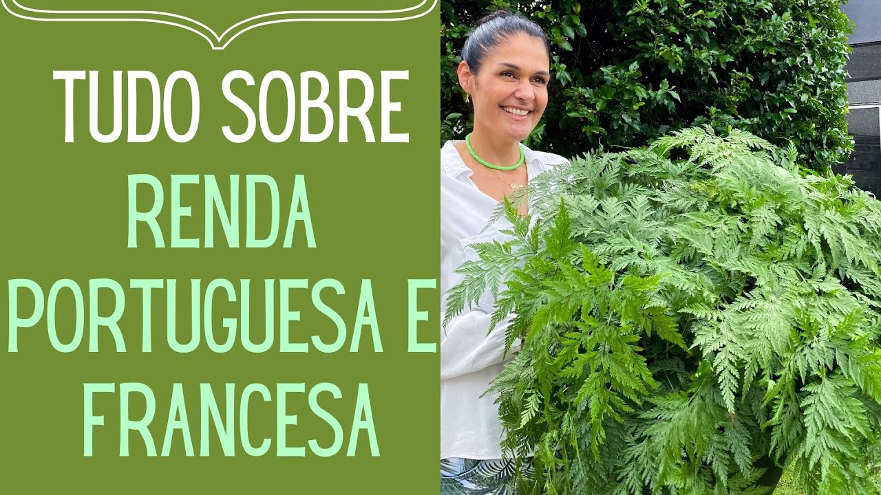 PLANTAS VERDES: Como cuidar de Renda Portuguesa e Francesa, como fazer mudas e o melhor vaso