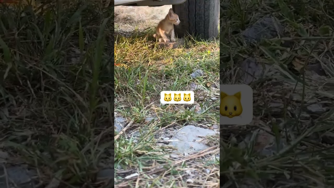 "Race to Safety: Scared Kitten Finds Shelter 
