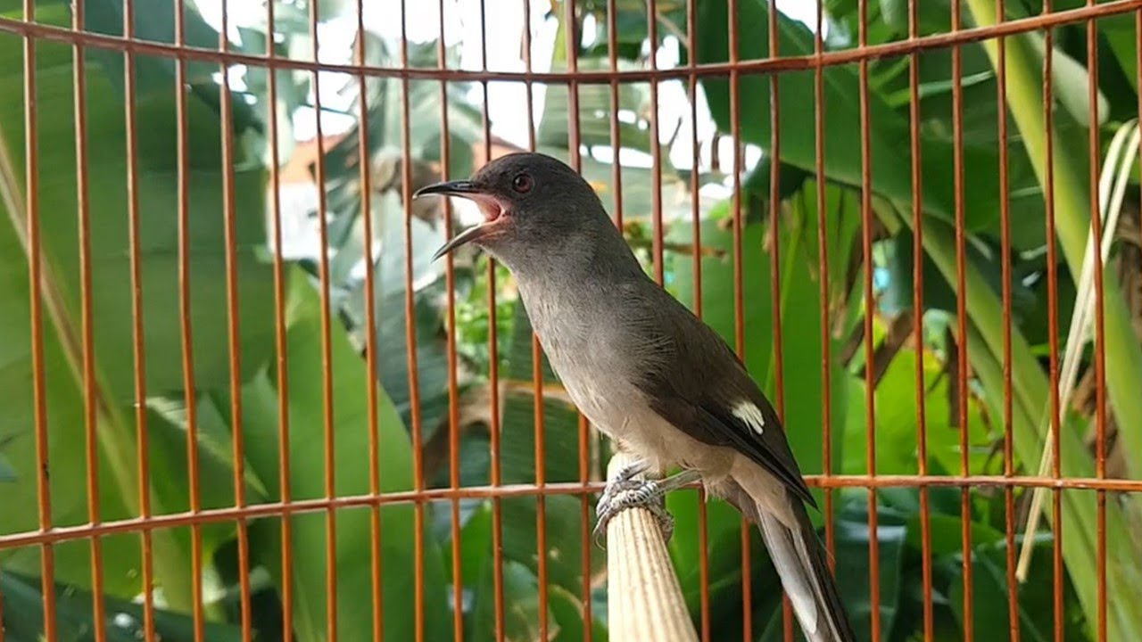 Murai Air GACOR NEMBAK Suara Kasar COCOK untuk MASTERAN