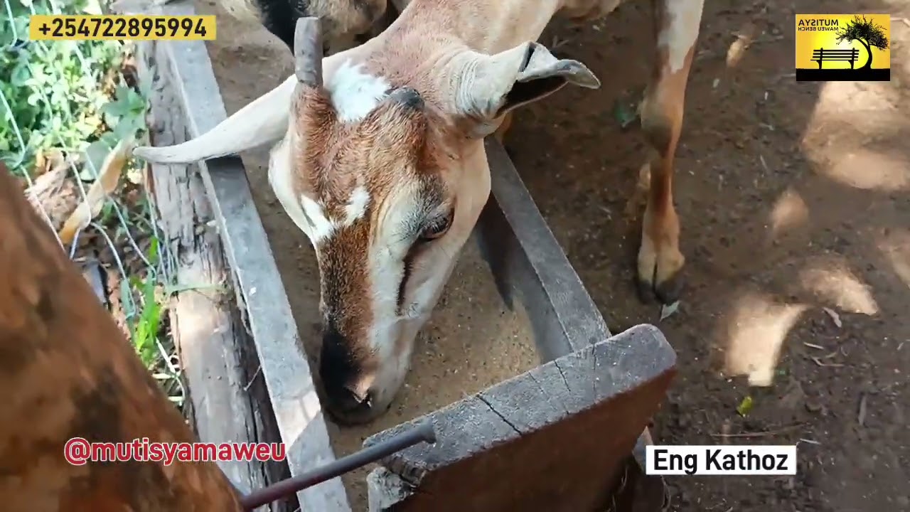 How Eng Kathoz feeds galla goats with Juncao grass before taking them ro Kilibasi