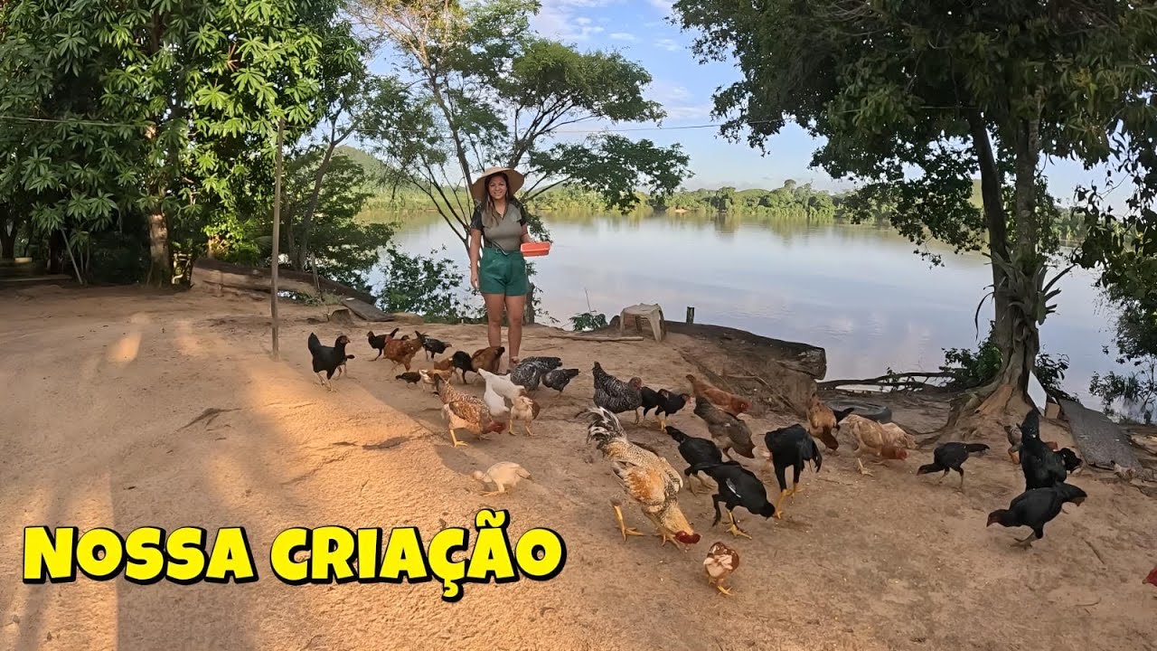 Nunca Imaginávamos Ter Tanta Fartura no Nosso Sítio 😱 Olha o Tanto de Galinhas!
