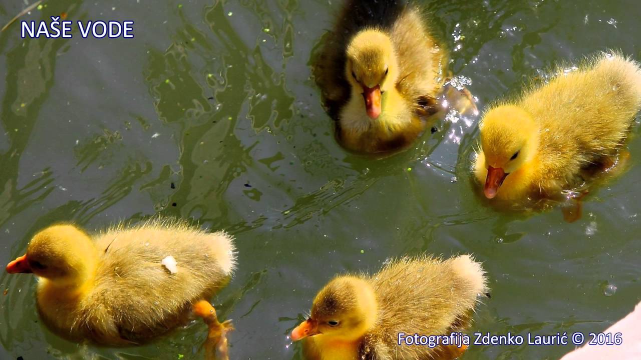 Na&scaron;e vode / Waters of Serbia