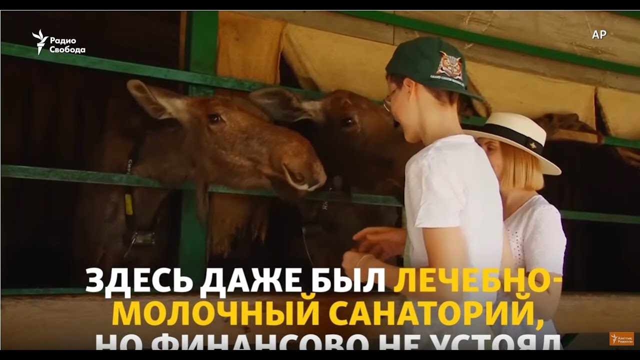 Легенды лосиной молочной фермы