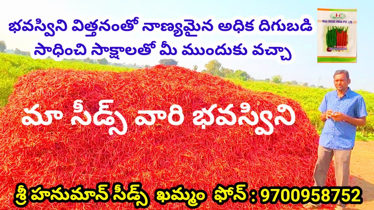 ఇది మామూలు విత్తనం కాదు సాక్షాలతో మీ ముందుకు వచ్చా|Chilli seeds|Mirapa vithanalu|telugu agritech