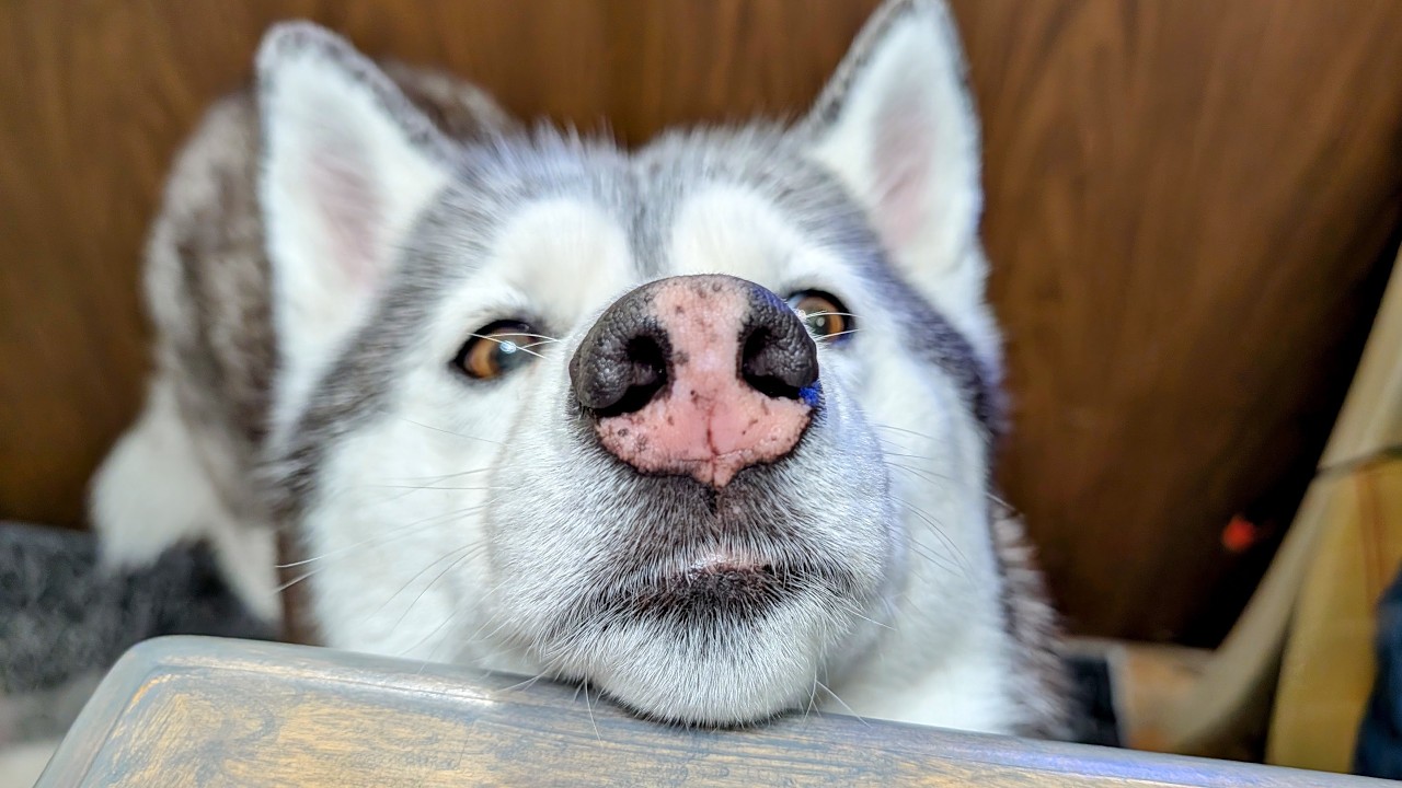 This Dog is BEGGING for Just One Bite!  (She thinks she's cute)