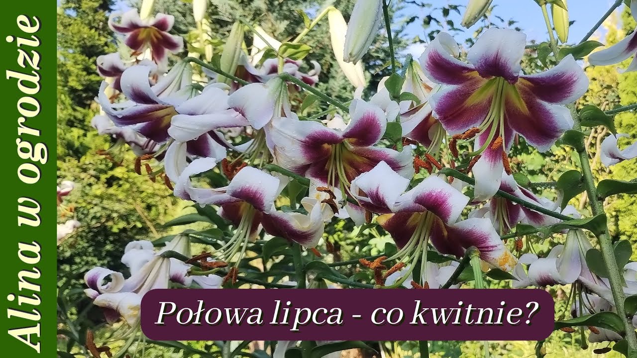 Połowa lipca w ogrodzie