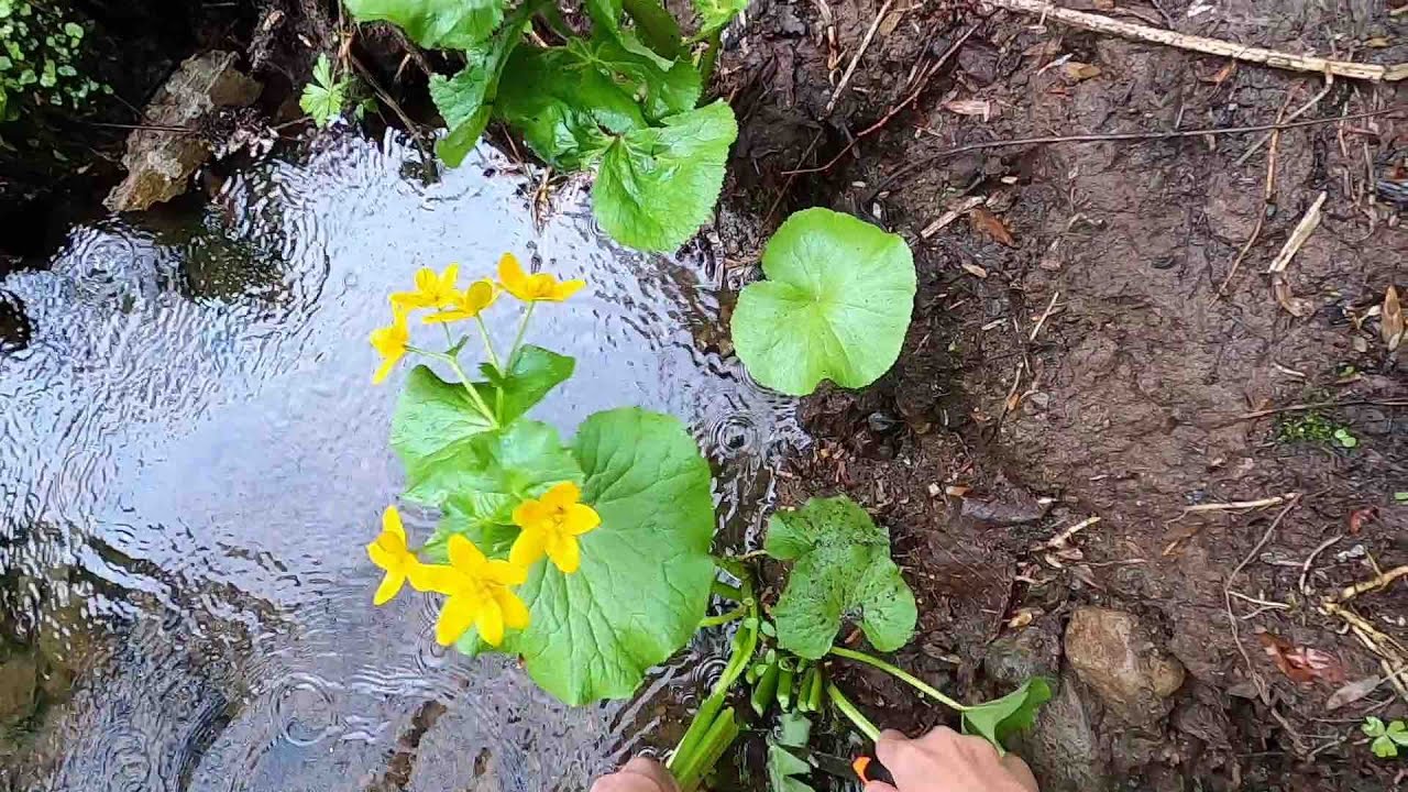 山菜趣味の世界
