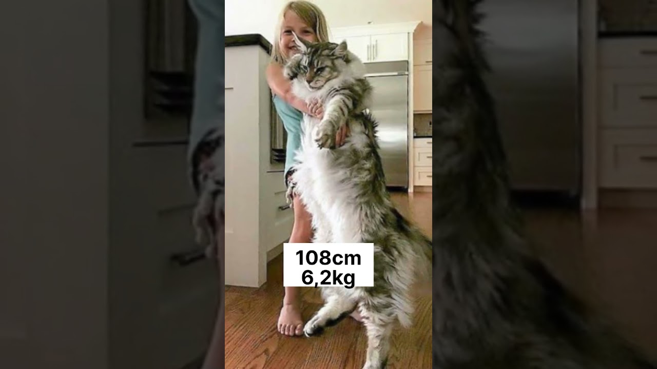 How big is Maine Coon cat female?😱