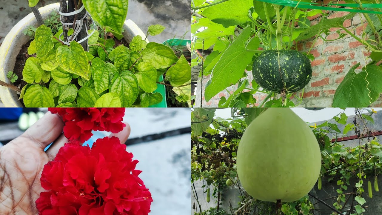 My Rooftop Kitchen Garden Tour🪴| आप सभी प्रकृति प्रेमी का स्वागत है मेरी प्यारी बगिया में🙏🙏🙏